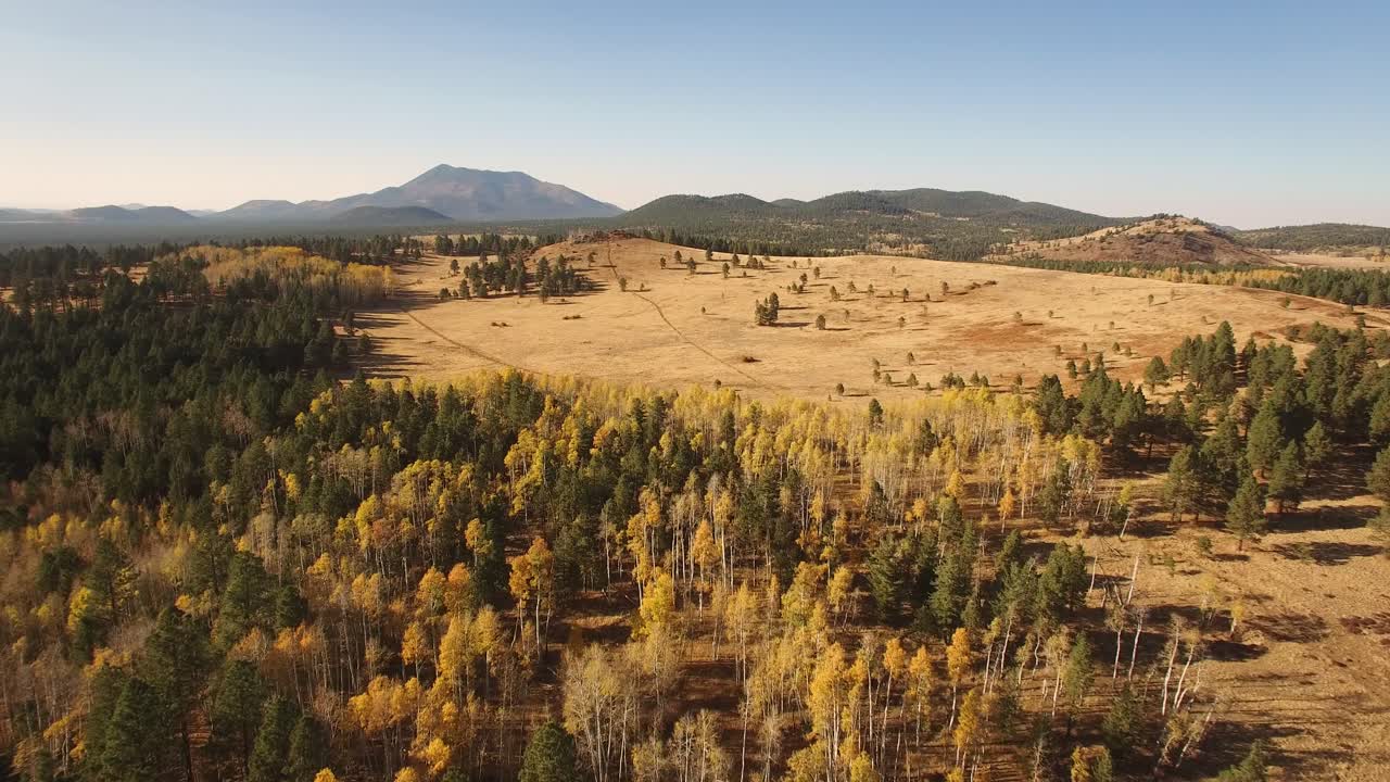 Passaggio ad alta quota di un drone aereo sopra foglie dorate di pioppo tremulo verso un prato aperto, Flagstaff, Arizona