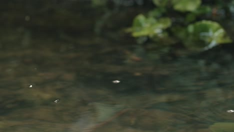 small insects on the surface of a stream