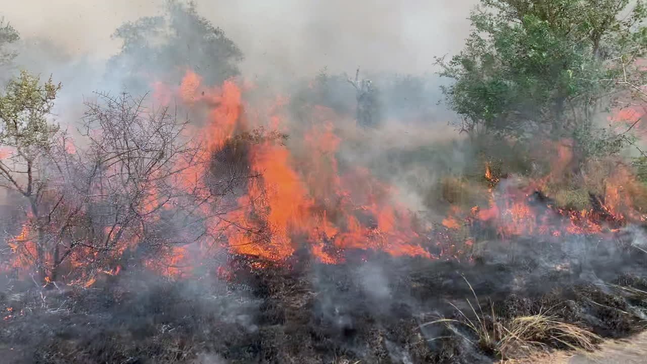 Fire by the Road, Burning Grass,Woods and Thick Smoke in Wild Landscape, Driving POV, Full Frame