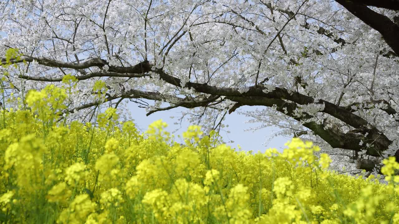 Super slow motion slider over cherry blossoms and yellow rapeseeds in Japan