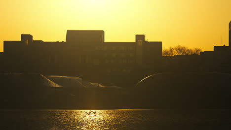 slow motion golden hour shot of two birds landing in the small lake