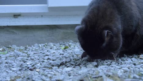 Schwarze-Katze-Frisst-Eine-Maus