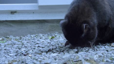 black cat eats a mouse