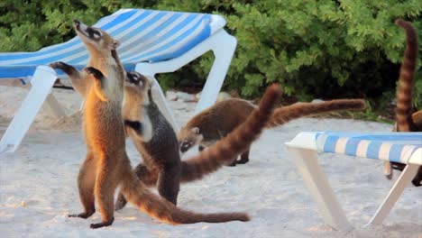 Cute-Coatimundi-Bailando-En-La-Playa-Pidiendo-Comida