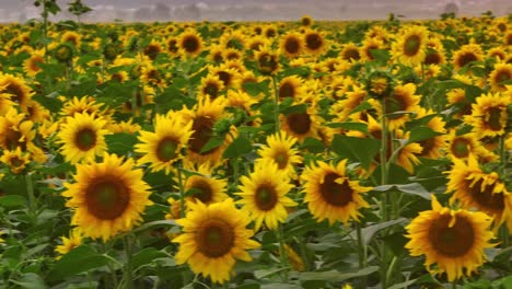 a field of sunflowers