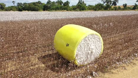 cotton bales and plantation in brazil