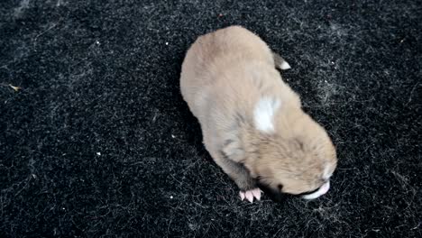 cute-single-newborn-puppy-sleeping