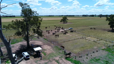 Drone-reveal-of-horses-in-paddock