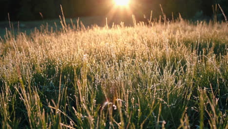 golden hour meadow