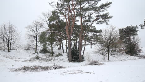incline hacia abajo de un pequeño grupo de árboles en el parque natural cubierto de nieve