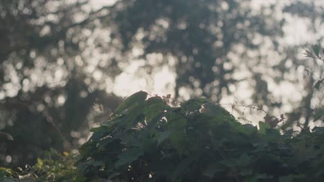 Slow-motion-medium-panning-shot-of-plants-in-the-garden-with-view-of-the-trees-and-the-low-sun-in-the-background-during-a-sunrise-in-nature