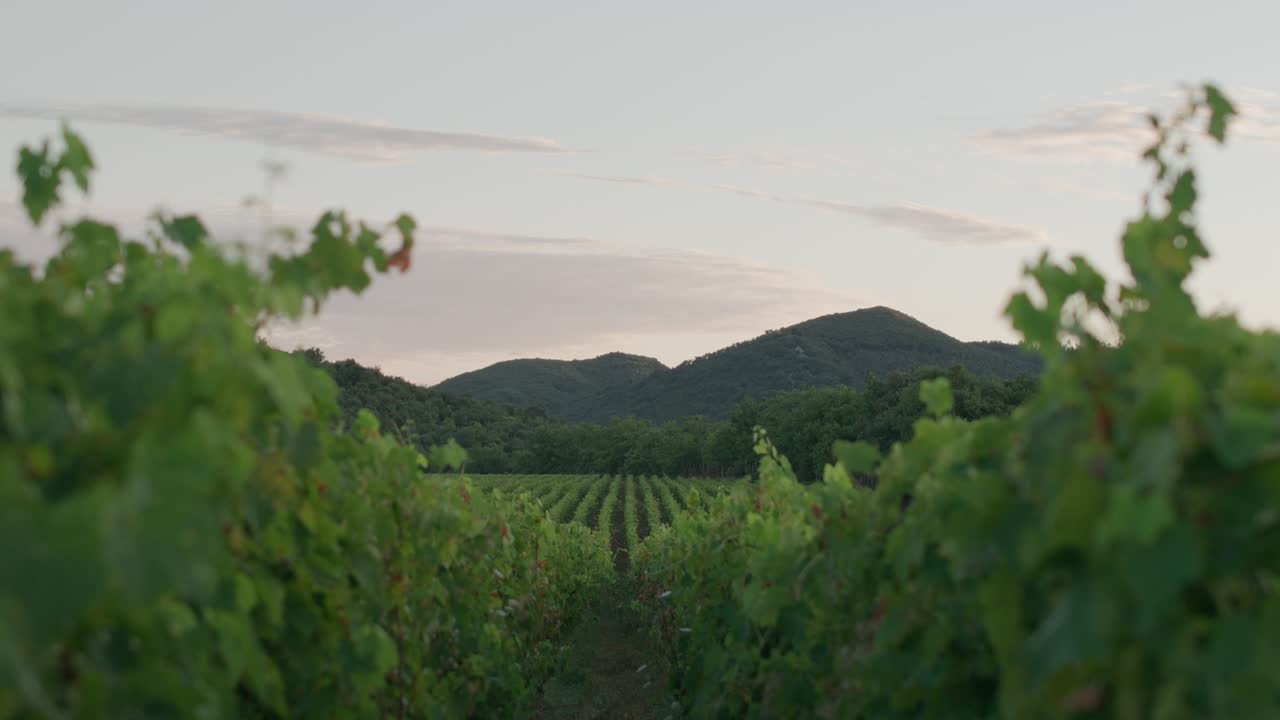 Il paesaggio sereno dei vigneti al tramonto
