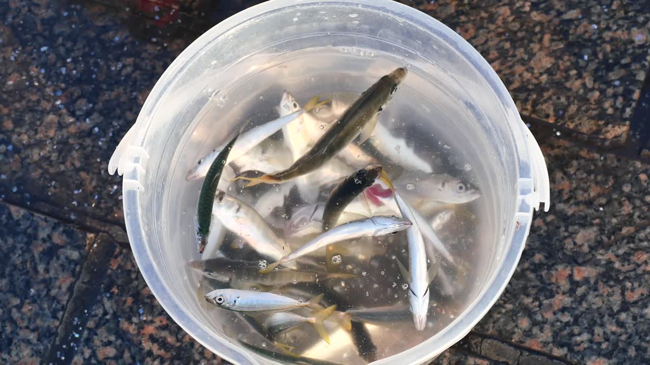 Bucket of freshly caught small fish