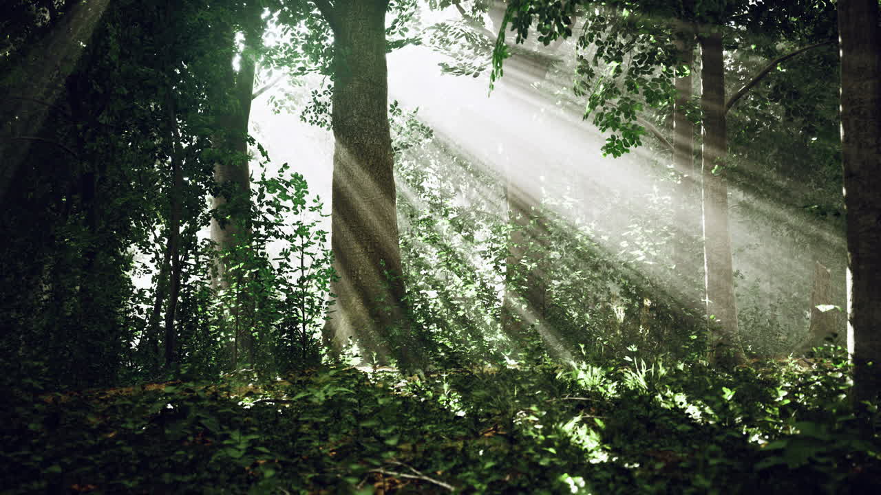 Sunlight streams through lush forest canopy creating a serene moment