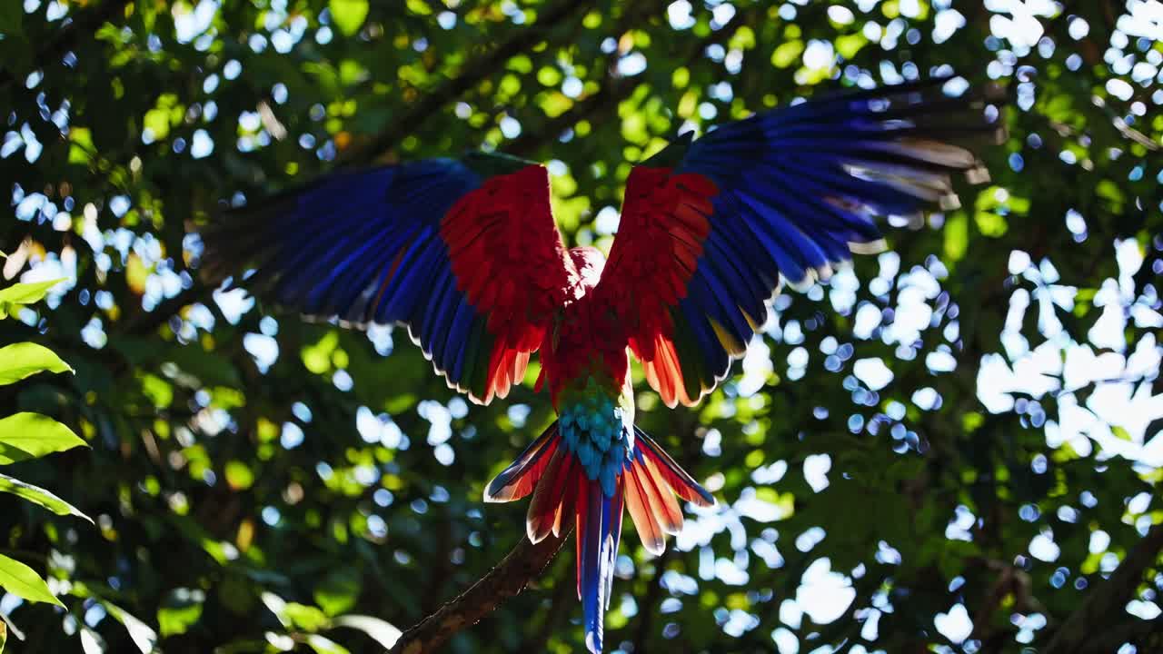Vibrant parrot captured mid-flight in a lush forest, viewed from a low angle
