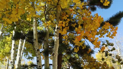 Weiße-Herbstbirken-Mit-Herbstlaub-Tagsüber---Schwenkschuss