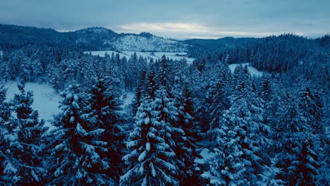 flying above fir forest during moody winter mountains