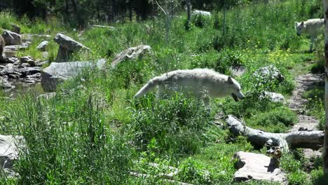 Dos-Lobos-Blancos-Vagando-Por-La-Naturaleza