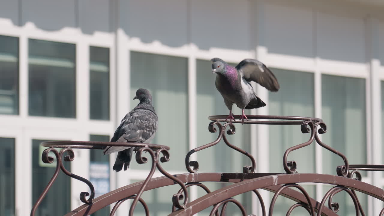 Two pigeons perched on ornate metal frame near building windows, one facing forward while the other turns away, showing iridescent feathers and subtle movement in bright daylight urban setting