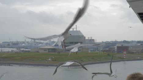 Alimentando-A-Las-Gaviotas-En-Un-Ferry-En-Verano