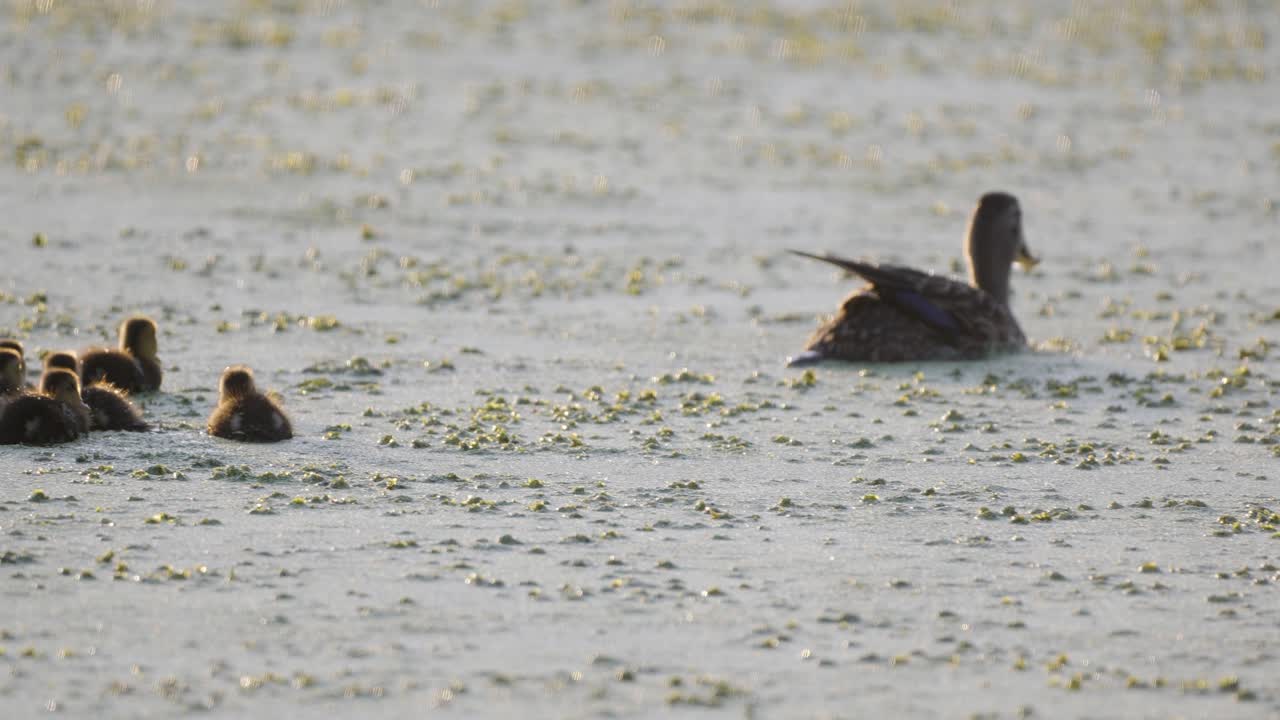 고양이와 새끼 오리 들 이 해조류 가 가득 찬 물 을 고 다니고 있다