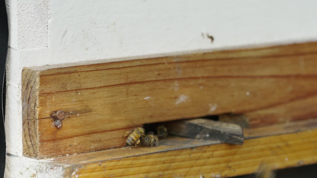 Honeybees entering and exiting a beehive
