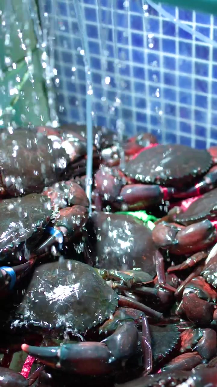 Close-up shot of live mud crabs in a restaurant aquarium with running water in Thailand
