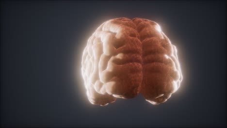 Animación-De-Cerebro-Humano-Giratorio-De-Bucle