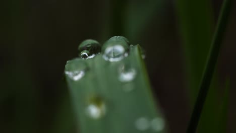 grass blade in natural jewelry of dew droplets