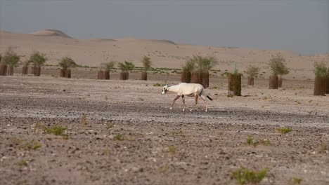 Arabian-oryx-in-the-desert:-Arabian-oryx-is-the-national-animal-of-Jordan,-Oman,-the-United-Arab-Emirates,-Bahrain,-and-Qatar