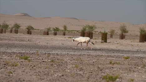 oryx árabe en el desierto: el oryx árabe es el animal nacional de jordania, omán, los emiratos árabes unidos, bahrein y qatar