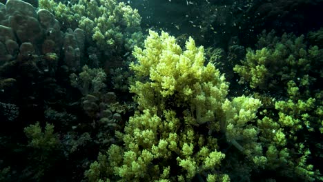 shoal of small fishes swimming through an acropora tenuis coral in the reef - underwater