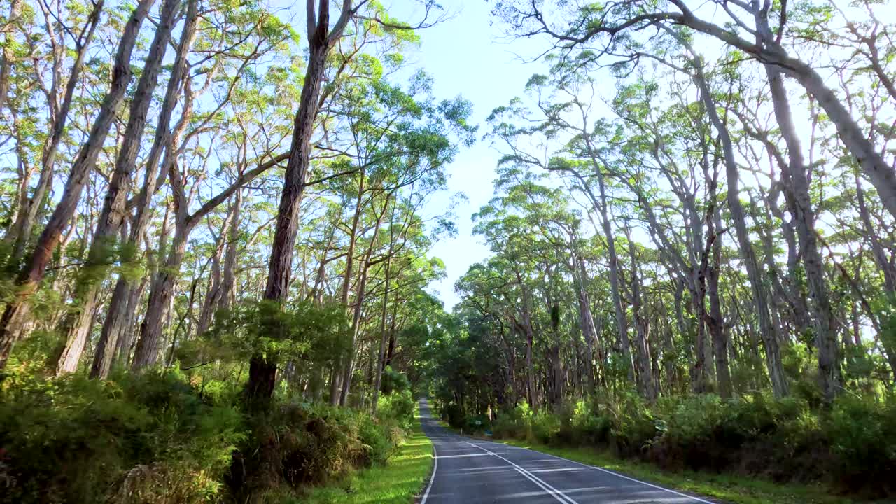 오스트레일리아의 숲길을 따라 조용한 운전, 밝은 낮빛 아래 울창한 초록색과 높은 나무를 보여주는