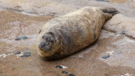 Foca-Sin-Orejas-Con-Los-Ojos-Cerrados