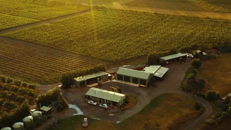 aerial shot of a a vineyard basking sun rays during dusk in waipara, new zealand