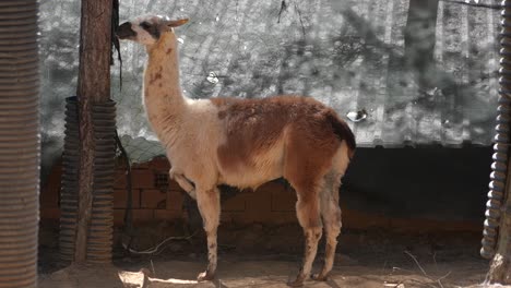 llama in a pen