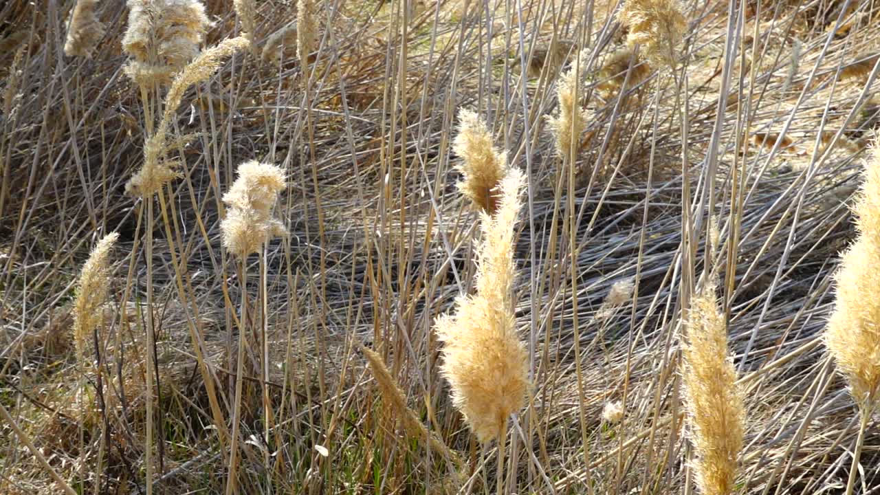 Canna nel vento