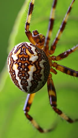 close-up of a spider on a web