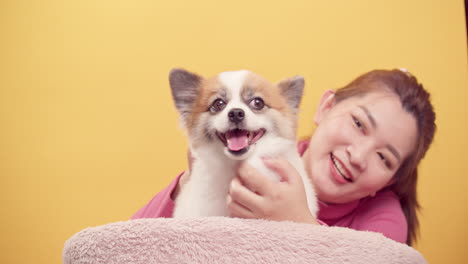 woman playing with chihuahua mix pomeranian dogs for relaxation on bright yellow background