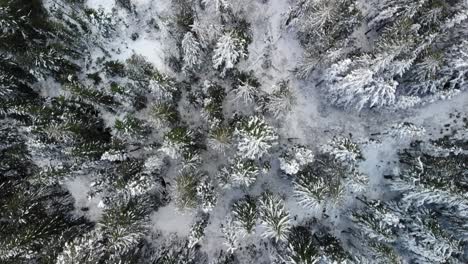 Vista-De-Pájaro-De-Los-árboles-Nevados-En-El-Bosque-Nacional-Mt-Hood,-Oregon,-Ee.uu.