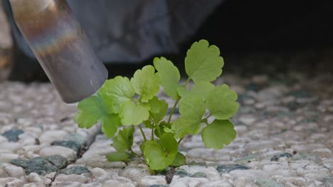 Nozzle-of-Weed-burner-moving-toward-weeds-in-slow-motion