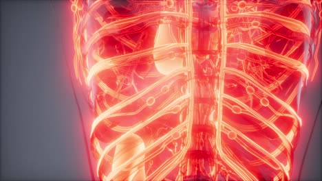 Blood-Vessels-of-Human-Body