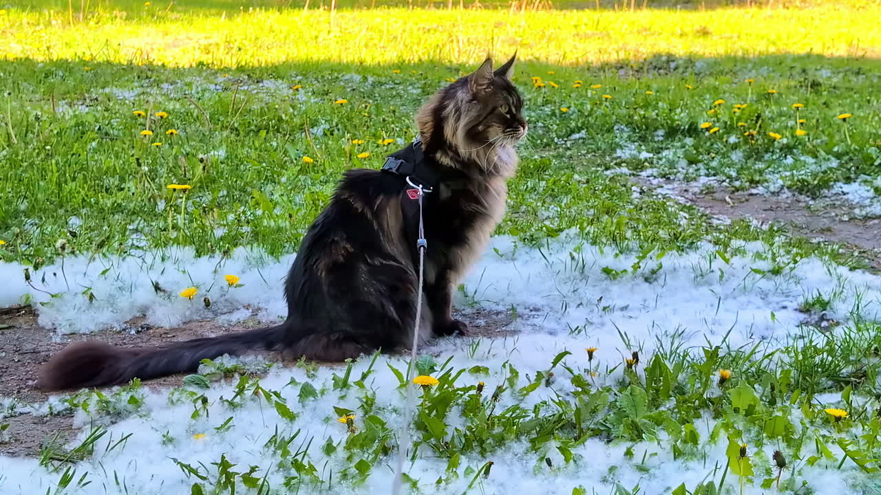 gato maine coon en la correa sentado en el campo de flores silvestres con pelusa de álamos blancos