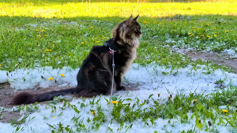 Maine-Coon-Katze-An-Der-Leine-Sitzt-Auf-Wildblumenfeld-Mit-Weißem-Pappelflaum