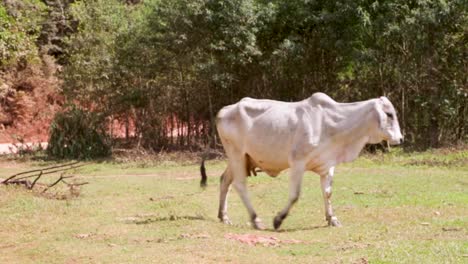 Cows-eating-peacefully-in-the-fields-on-a-sunny-afternoon-in-Brazil,-South-America-8