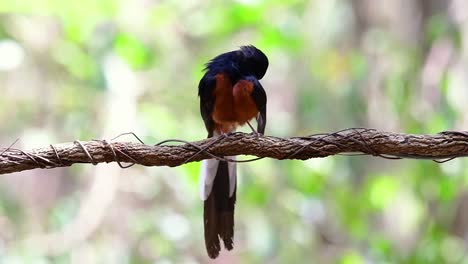 White-rumped-Shama-Perched-on-a-Vine-with-Forest-Bokeh-Background,-Copsychus-malabaricus,-in-Slow-Motion