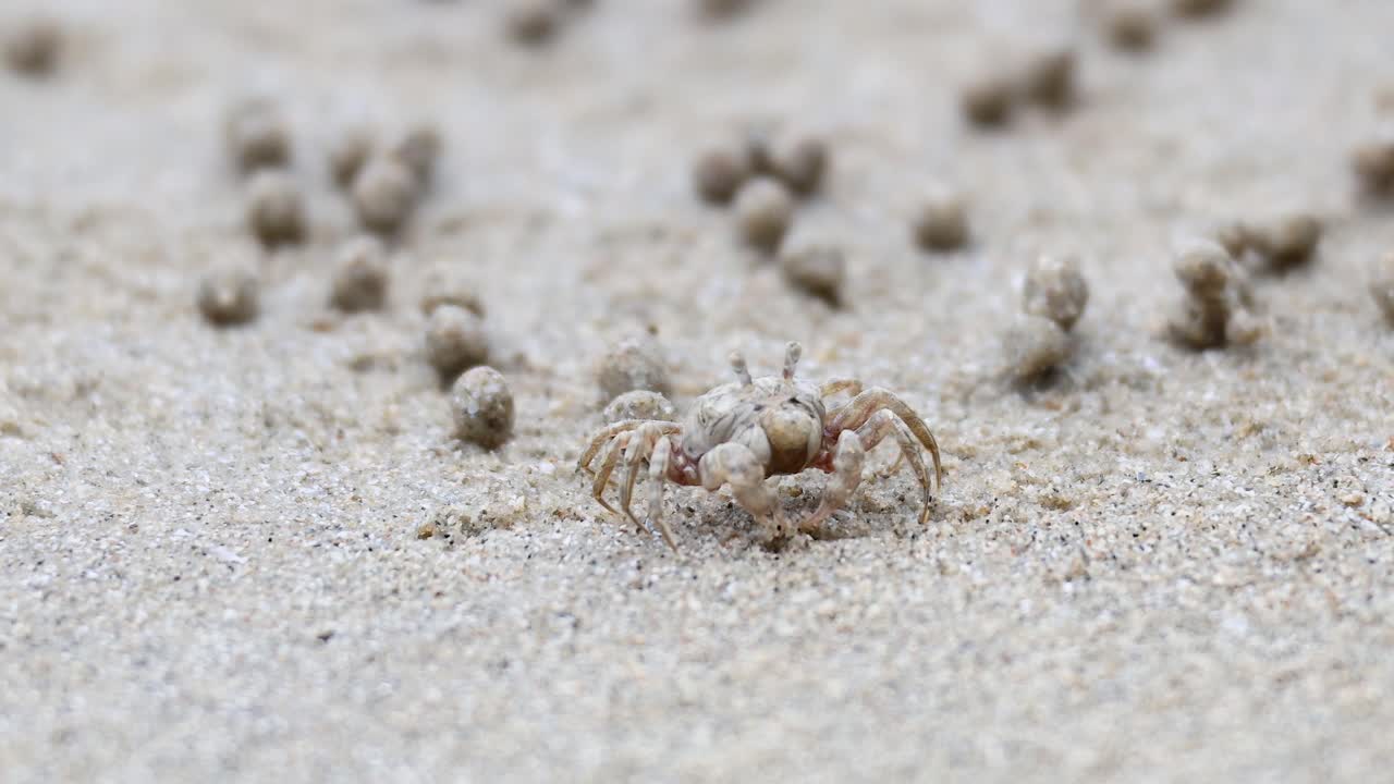 모래 해변 표면을 가로질러 움직이는 유령 크래브