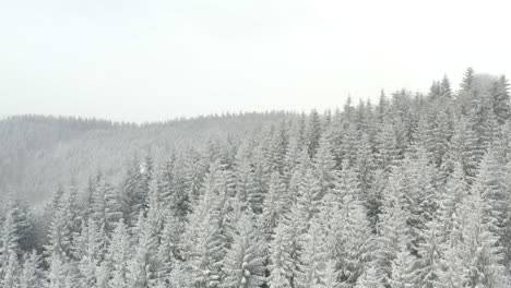 Snowy-hilltop-with-pine-forest,-aerial-of-grey-winter-landscape,-Czech-Republic