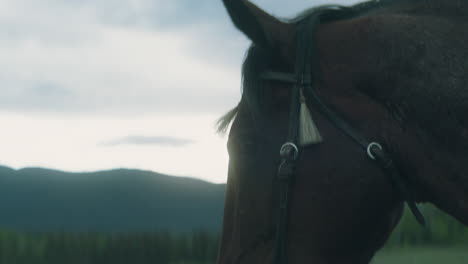 horse looks towards sunset at dusk