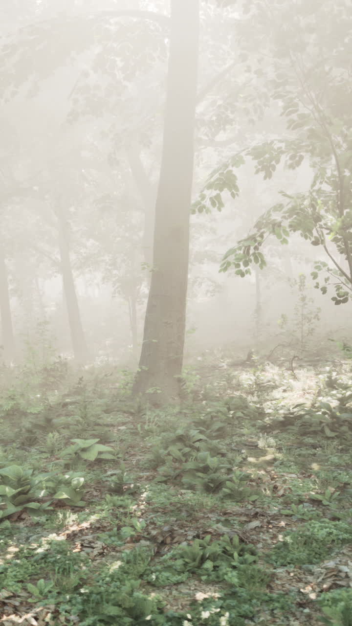 안개 숲의 장면